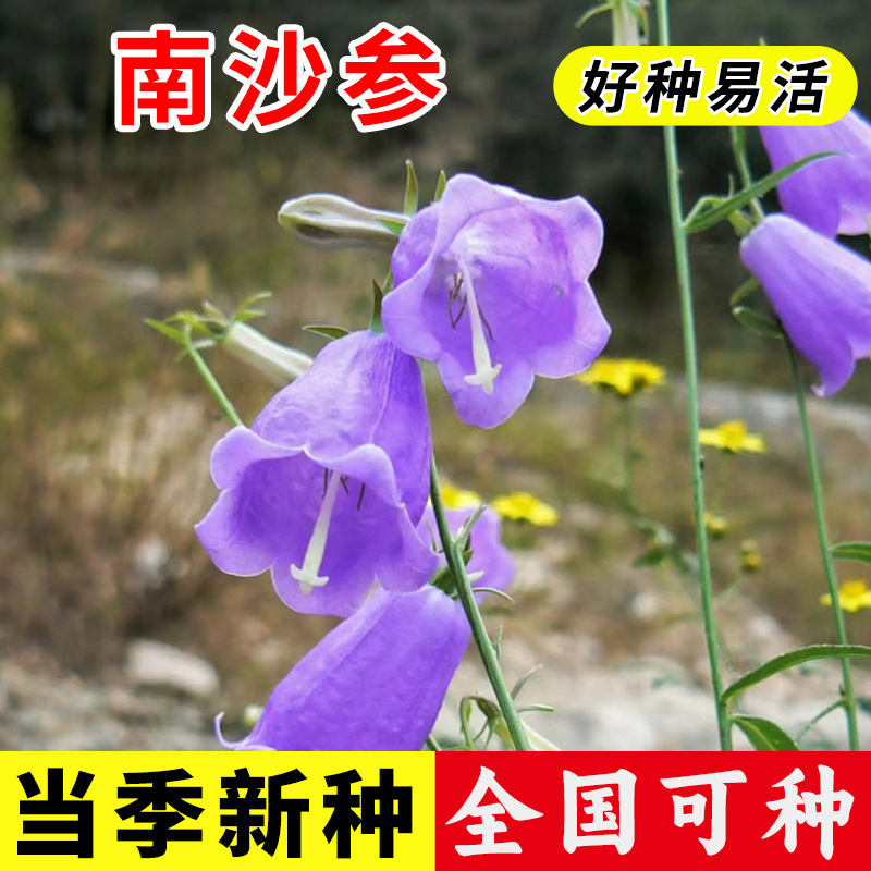 新采摘北沙参种子中药材种子中草药种子海沙参银条参南沙参种子