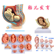 女性盆腔附足月胎儿模型 妊娠发育九个月胎儿子宫生殖模型