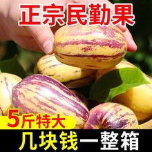 【甘肃人参果】民勤人参果大果特大整箱仙人果长寿果批发10斤/1斤