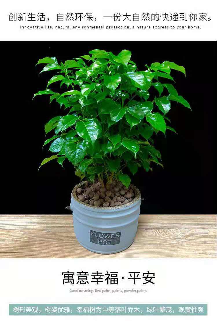 幸福树平安树绿植花卉小盆栽室内客厅办公室四季常青植物净化空气
