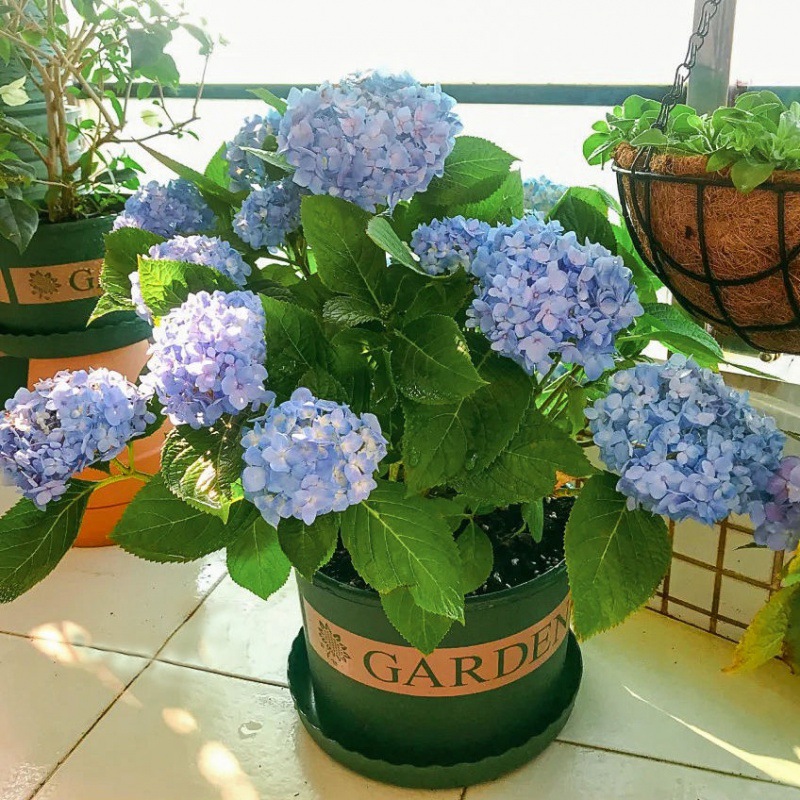 绣球花盆栽无尽夏老桩绣球花苗八仙花苗室内阳台庭院大花花卉植物