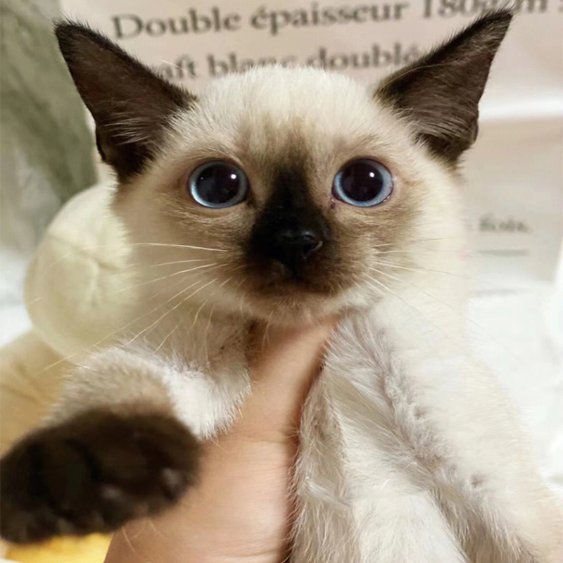 ly纯种暹罗猫幼猫短毛猫泰国猫海豹色蓝眼小猫活体宠物猫咪活
