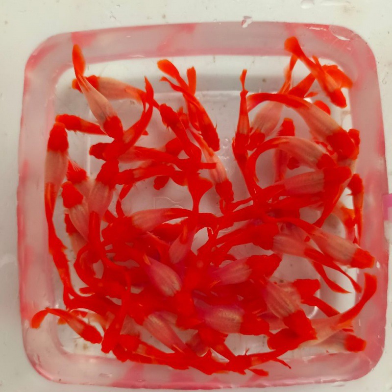 鸿运当头红头转运鱼孔雀鱼小型热带鱼燕尾凤尾鱼种鱼红鱼-阿里巴巴