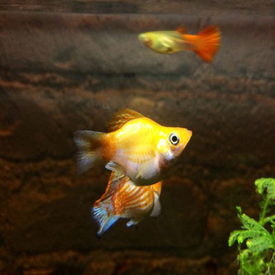 金皮球玛丽球鱼观赏鱼小型胎生鱼热带鱼孔雀鱼米奇鱼黑尾月光红剑