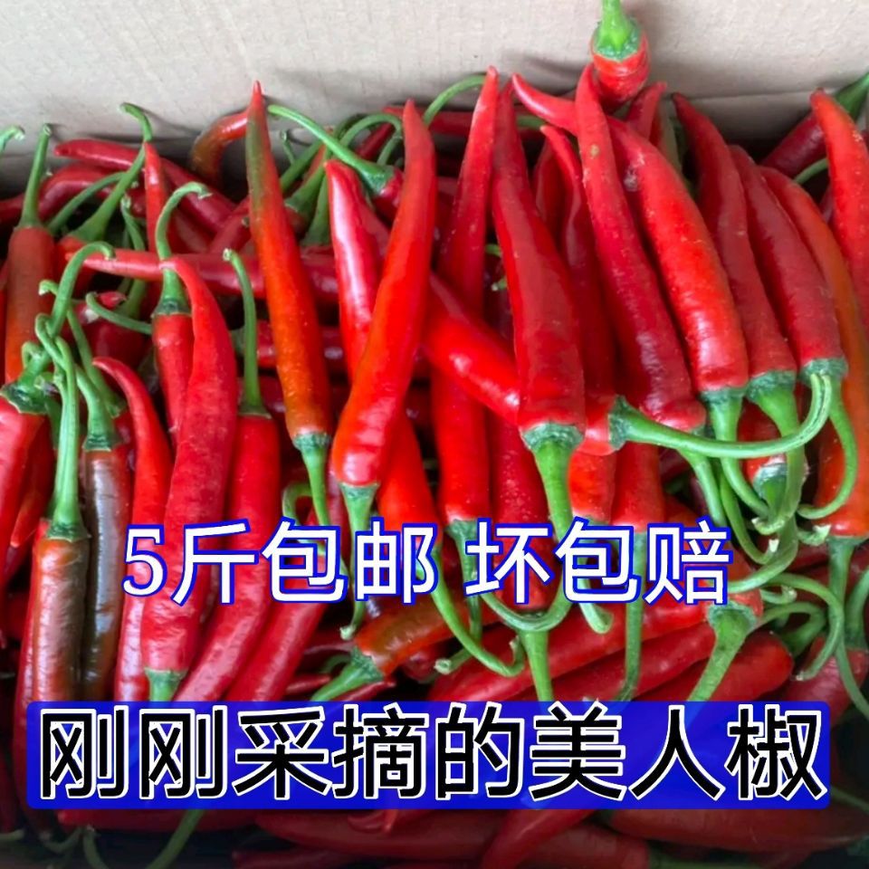 广东新鲜红辣椒美人椒微辣批发现摘做剁椒泡椒非小米椒二荆条线椒