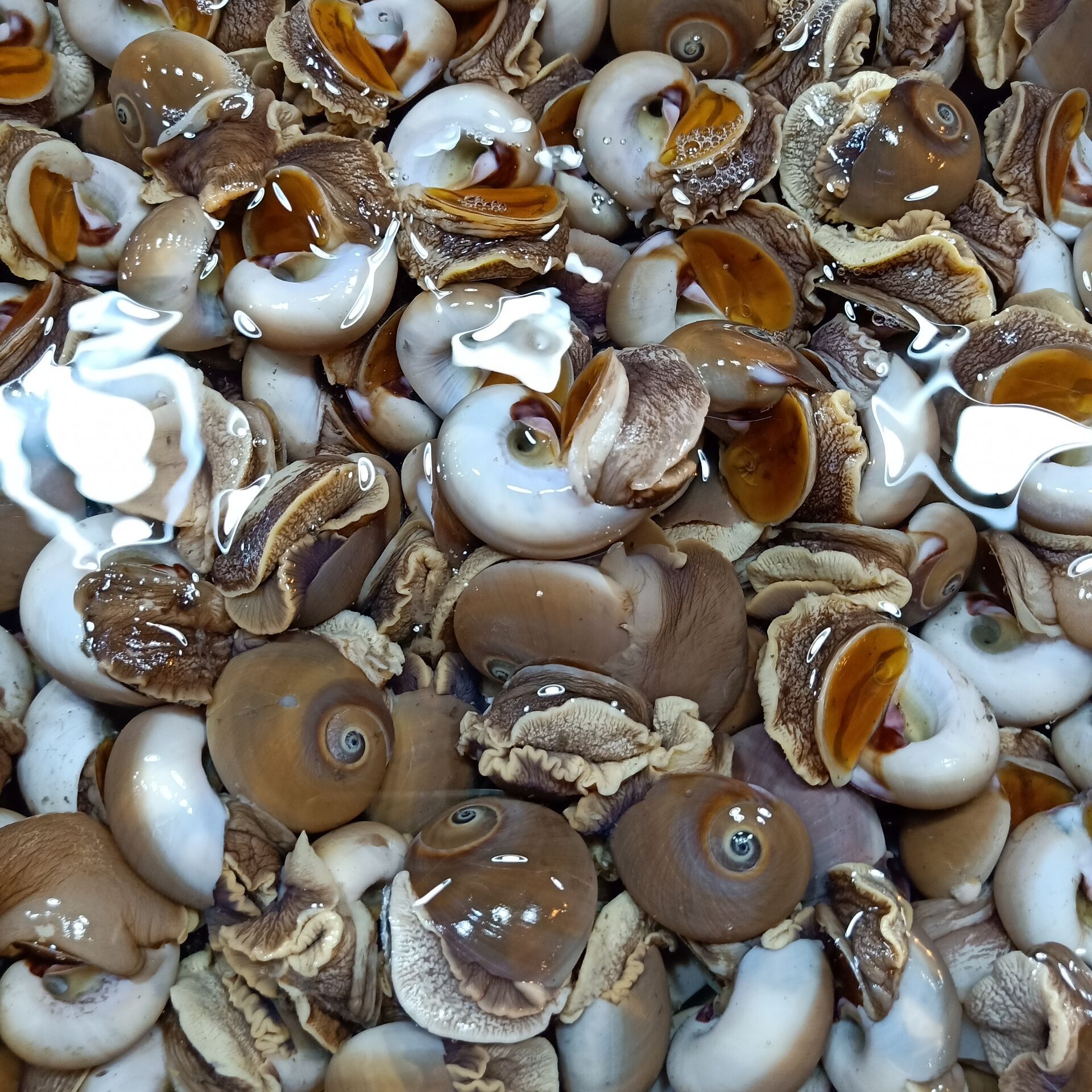 批发水产贝类冷冻玉螺香螺海鲜自助餐麻辣爆炒花螺海螺吐沙猫眼螺