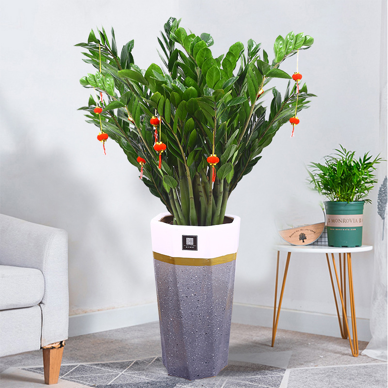 金钱树盆栽摇钱树大钱串子办公室客厅室内落地绿植物花卉观叶好养