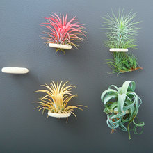 批发空气凤梨植物室内实木圈磁铁石吸铁套装含植物冰箱贴装饰绿植
