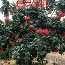 红心柚子苗嫁接三红矮晚蜜柚树苗庭院地栽盆栽当年结果南北方种植