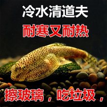 冷水清道夫 贵州爬岩鳅 原生鱼吸鳅工具鱼琵琶鱼吃垃圾擦玻璃好养