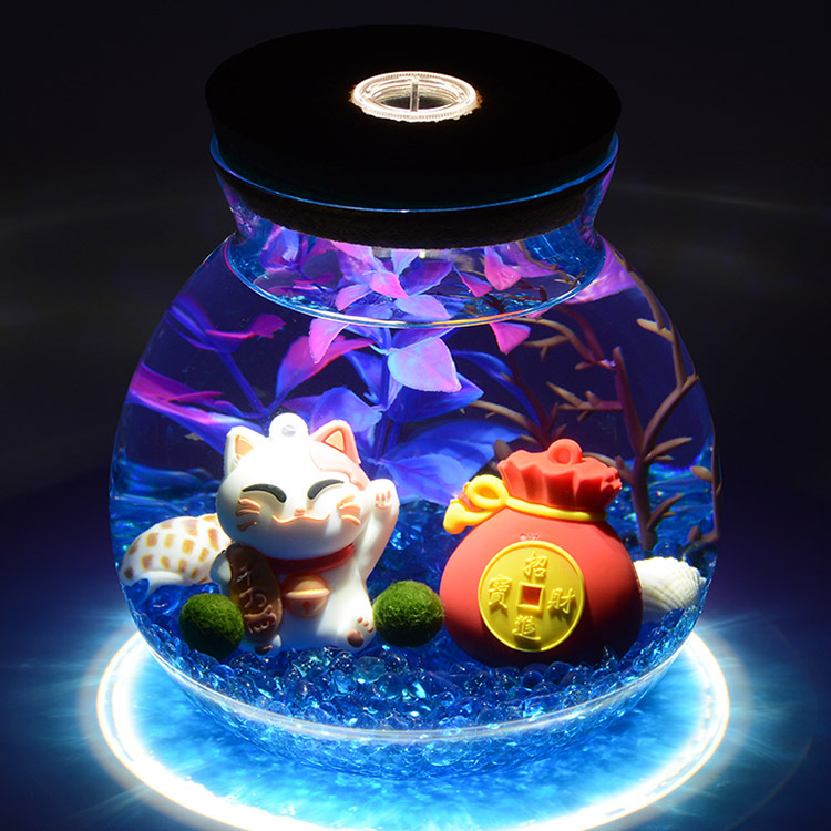 包邮marimo海藻球微景观球藻水培植物水藻球盆栽植物办公桌面植物