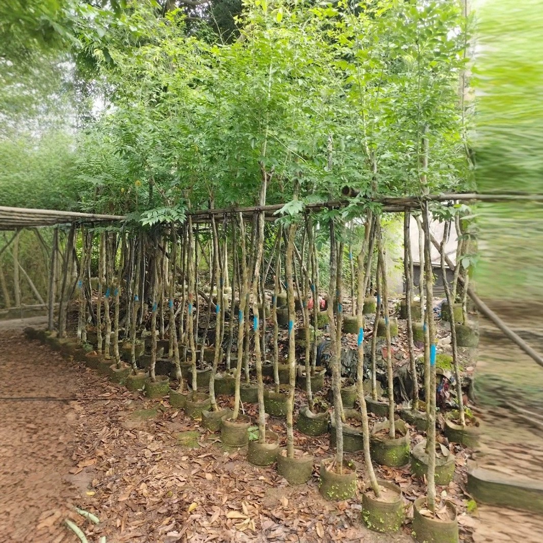 海南黄花梨苗木移植袋正宗树苗降香2-3公分现货特殊造型