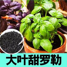 食用大叶甜罗勒苗秧带土球绿紫香草种子驱蚊调味品九层塔四季盆栽