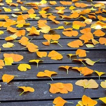 银杏叶单片真叶秋天黄色树叶真落叶摄影铺地场景布置叶子厂家