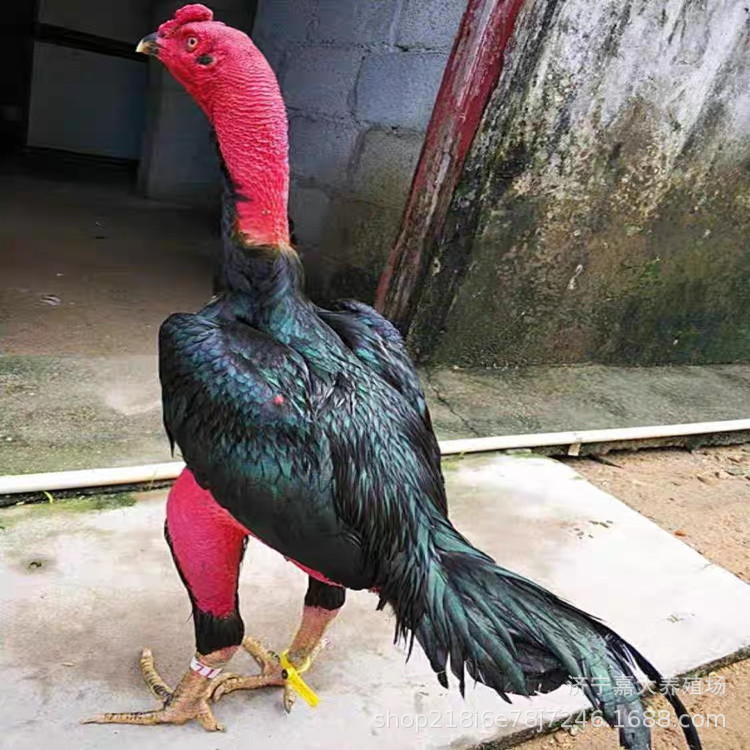 出售婆罗门鸡 婆罗门鸡一只有多重 怀特鸡 长尾鸡 观赏鸡养殖场