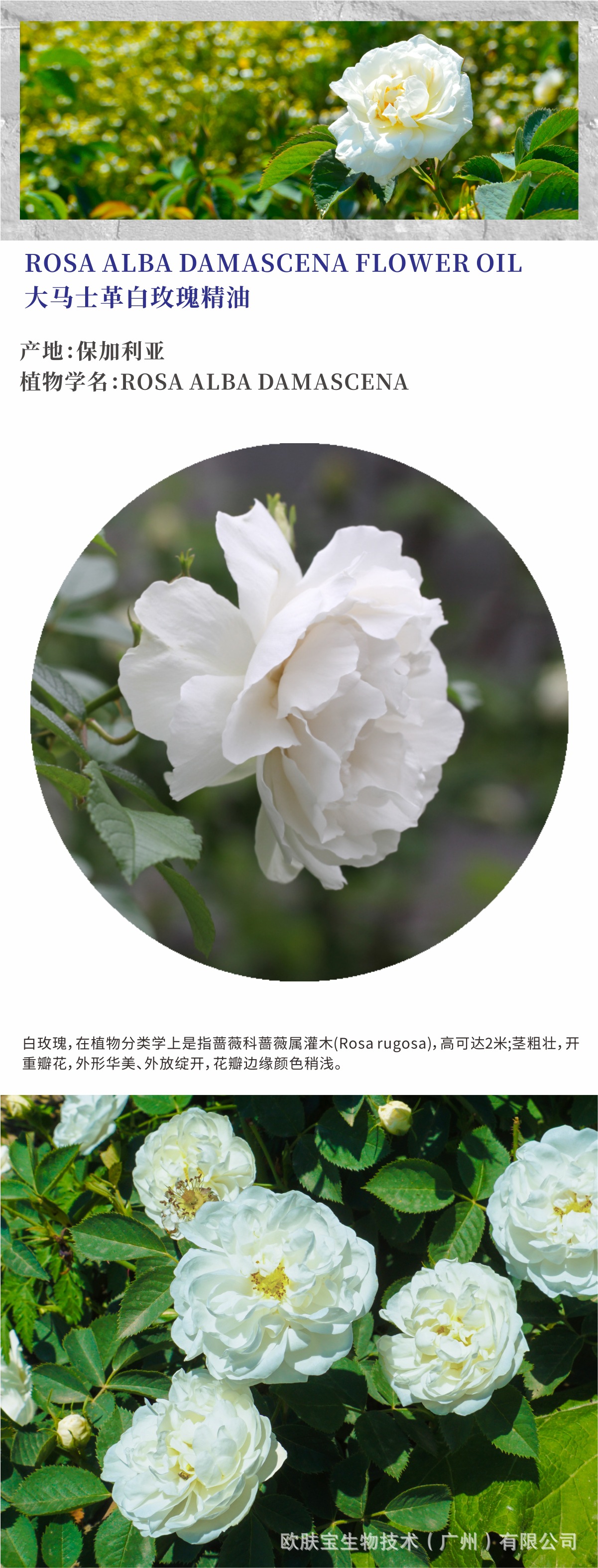 【保加利亚】白玫瑰单方精油 奥图玫瑰精油原料 进口原料