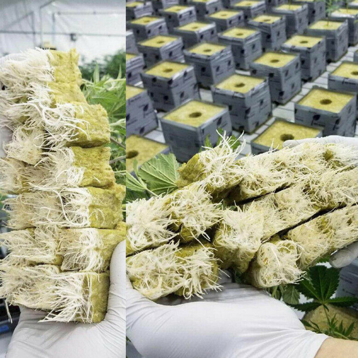 跨境 无土栽培基质植物繁殖育苗块 植物岩棉基质 水培苗块