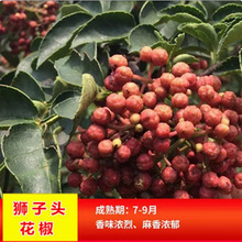 甘谷九叶青花椒苗树盆栽地栽当年结果食用藤椒苗大红袍麻椒果树苗