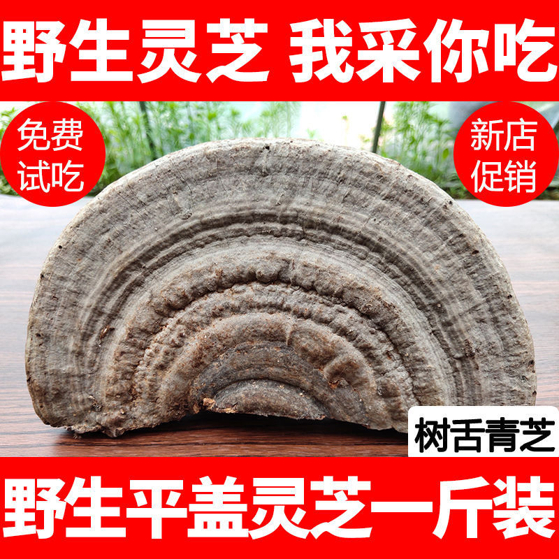 批发平盖灵芝 长白山野生树舌灵芝 可切片野生灵芝平盖林芝青芝