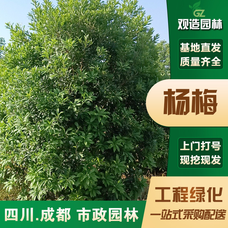 杨梅树苗四川园林绿化庭院阳台花园地栽四季常青南北方种植果树苗