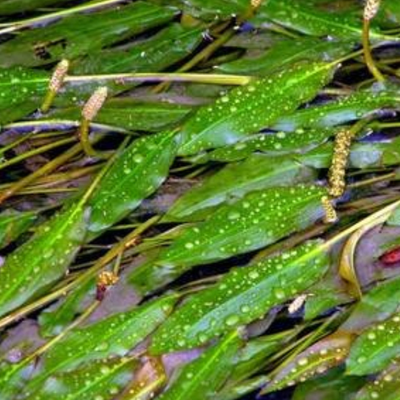 沉水植物 眼子菜 马来眼子菜 黑藻 金鱼藻 水体净化 养殖鱼虾