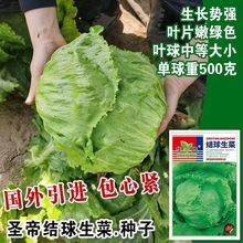 结球生菜种子一年四季甜脆汉堡沙拉圆生菜种子籽夏秋季播蔬菜种子