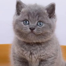 猫咪活体蓝猫幼猫活体美短虎斑活体蓝白猫幼猫活体蓝金渐层猫活体
