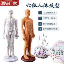 50CM超清晰经络男女人体模型人体经络模型中医铜人针灸穴位模型