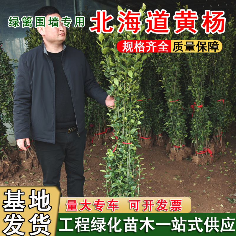 北海道黄杨 庭院绿化植物 阳台盆栽观叶绿篱树苗北海道黄杨绿篱