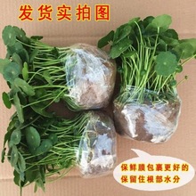 带叶铜钱草水培植物办公室桌面盆栽金钱草绿植清新 --- 下单直销