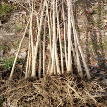 一件代发浓香型流苏树苗室外庭院植物庭院风景树镇宅行道树别墅花