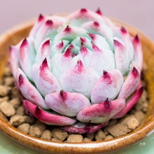 玛格丽特锦 砍头群生 肉肉多肉植物小盆栽绿植新手一物一拍带锦