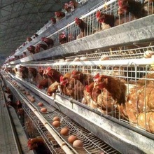 蛋鸡养殖笼养鸡场专用鸡笼子家用母鸡下蛋产蛋鸡笼自动滚蛋鸡笼子