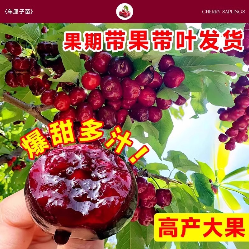 正宗车厘子树苗盆栽矮化黑珍珠特大樱桃树苖果树南方北方种植果苗
