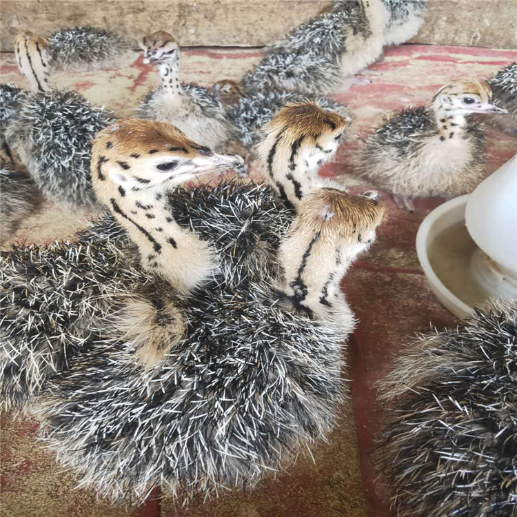 鸵鸟活体小鸵鸟苗幼苗幼崽 一对澳洲种鸵鸟可下鸵鸟蛋繁殖幼鸟