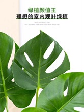 水培植物龟背竹盆栽老桩净化空气天堂鸟大叶室内观叶绿植耐阴常青