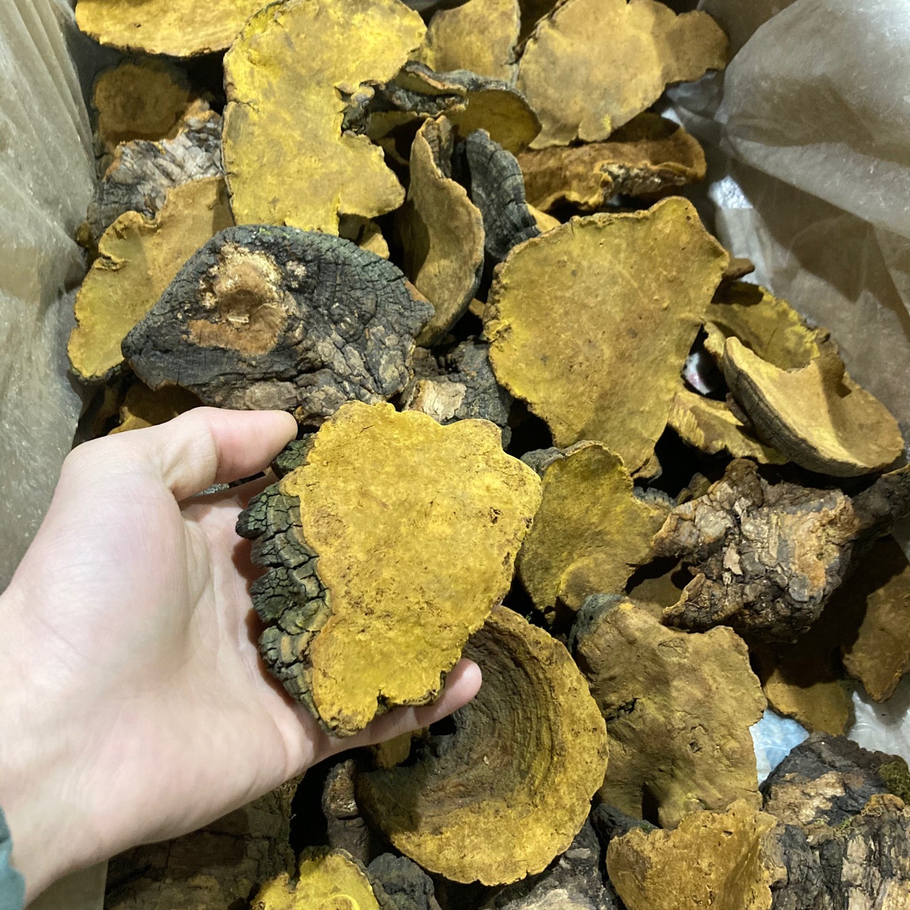 西藏桑黄 大自然桑黄 天然桑树桑黄500克-阿里巴巴