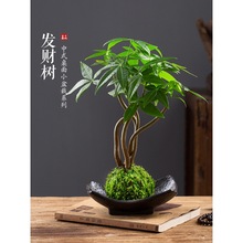 发财树盆栽五福苔藓盆景桌面室内茶桌水培好养小绿植中式禅意代发