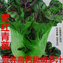 紫红青菜种子芥菜种子高钙红筋青菜大叶青菜腌制泡菜酸菜蔬菜种子