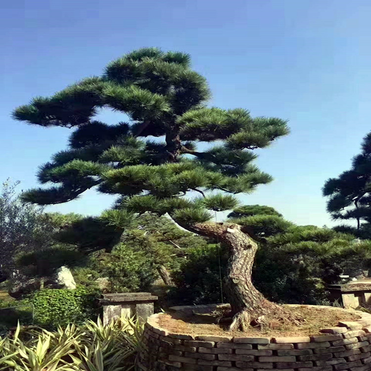 批发10cm造型黑松 黑松树 又名迎客松 树形美 质量好