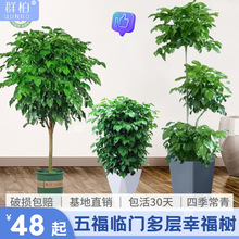 多层幸福树大盆栽客厅大型绿植室内吸甲醛绿植高杆绿宝好养活植物