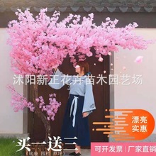 仿真樱花树桃花树室内外装饰布置樱花婚庆酒店商场展厅陈设景观树