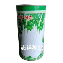龙盛加洲阳光白芹菜种子30克罐装耐寒四季种植芹菜香味浓