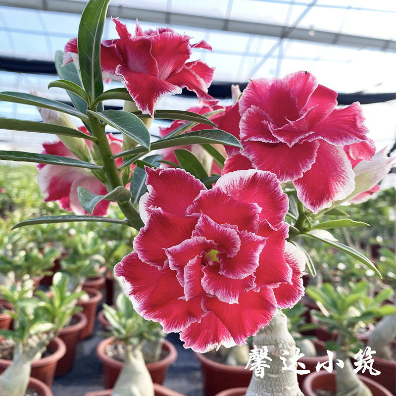 沙漠玫瑰花卉盆栽老桩带花苞植多肉室外阳台好养免邮对版重瓣热卖