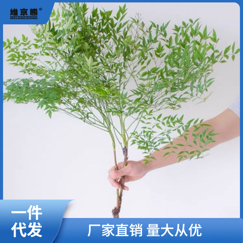 南天竹水培植物水养盆栽家庭房间桌面鲜枝枝吊钟马醉木平替绿植红