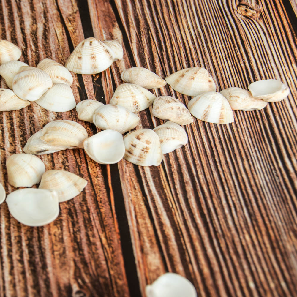 福海人家/三角贝 白色贝壳工艺品 微景观沙滩diy 扇贝现货批发