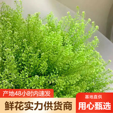 绿铃草鲜花批发云南鲜花基地直批婚庆花店摆摊用花社区团购货源