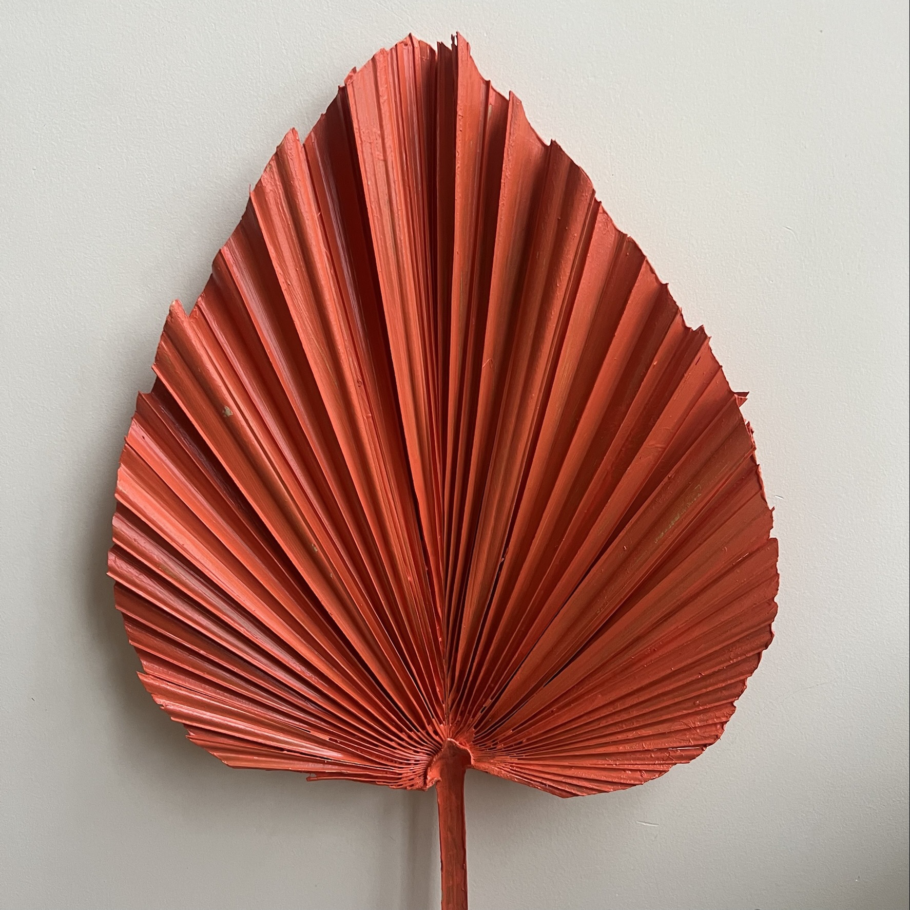 diy材料花束干花散尾叶铁树叶花艺制作干棕榈叶子拍照摄影创意装