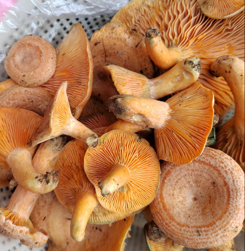 六月发黄枞菌野生蘑菇新鲜寒菌松树菌雁鹅菌红乌丛菌重阳菌松乳菇