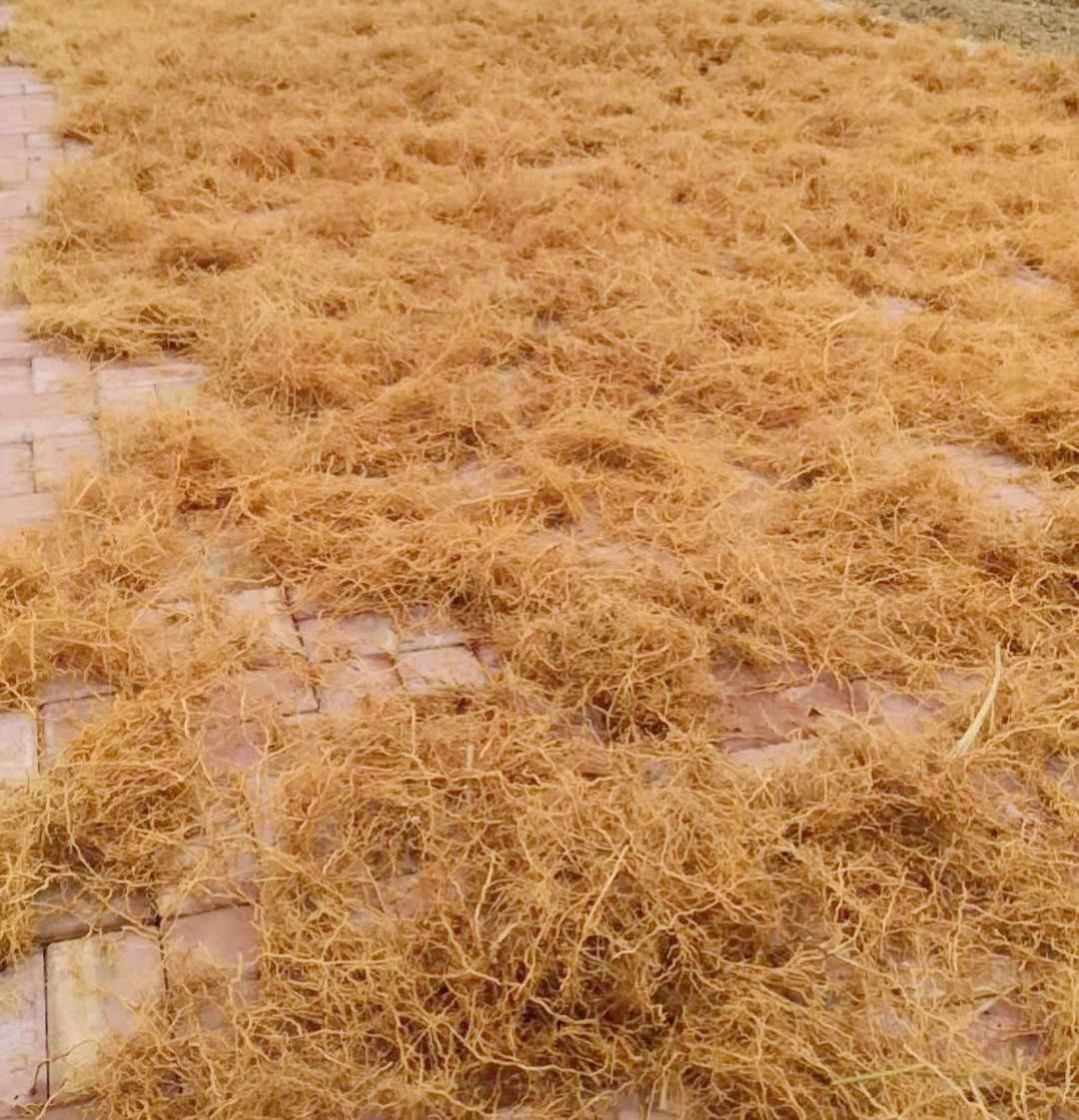 岩兰草 岩兰草根 香根草根 香薰原料 二年以上生长期 土木质香